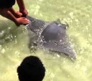 Guy catches Sting Ray at Ft Myers Beach